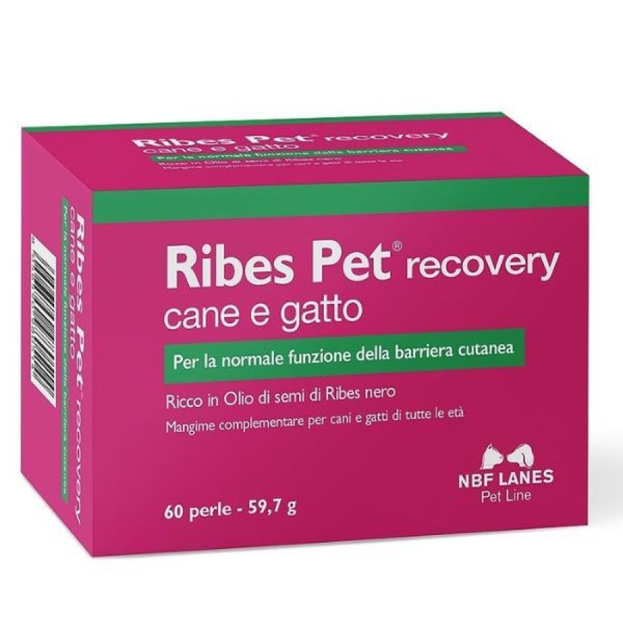 Gatti NBF Lanes | Ribes Pet Recovery Nbf Lanes